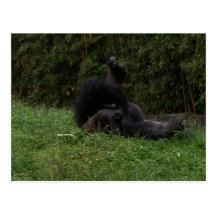 Lazy Gorilla Post Cards