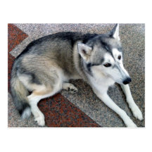 Lazy Husky Post Cards