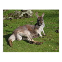 Lazy kangaroo looking at you post cards