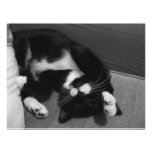 Lazy Kitten Custom Invitations