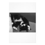 Lazy Kitten Stationery