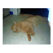 Lazy Kitty Postcards