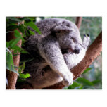 Lazy Koala Postcard