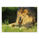 Lazy Lion Greeting Cards
