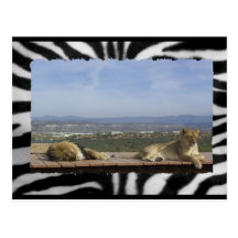 Lazy Lions Postcard