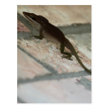 Lazy Lizard Post Card