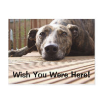 Lazy Lurcher Post Cards
