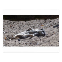 Lazy meercat postcards