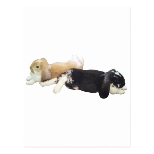 Lazy Rabbits - Bunnies Cute Sleepy Tired Weekend Post Cards