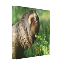 Lazy Sloth Canvas Print