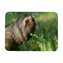 Lazy Sloth Flexible Magnet