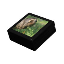 Lazy Sloth Gift Box