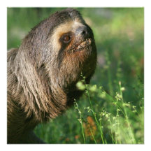 Lazy Sloth Invitations
