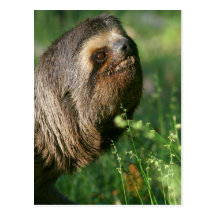 Lazy Sloth Postcard