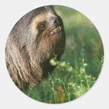 Lazy Sloth Stickers