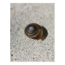 Lazy Snail Post Cards