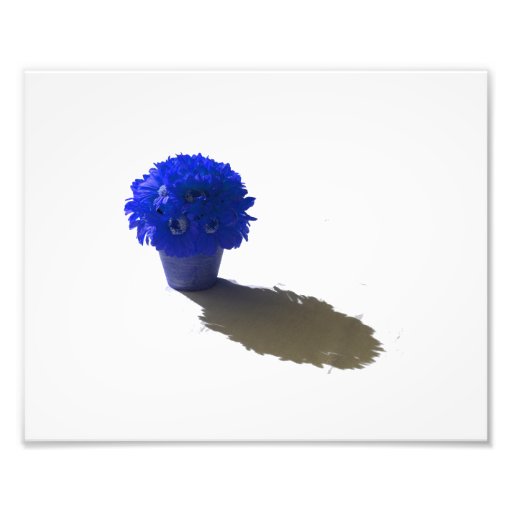 Le bleu fleurit le seau et l'ombre blancs impressions photo
