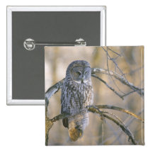 Le Canada, Québec. Hibou de grand gris été perché  Pin's Avec Agrafe