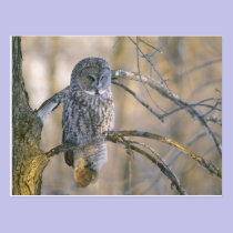 Le Canada, Québec. Hibou de grand gris été perché  cartes postales
