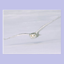 Le Canada, Québec. Le hibou de Milou vole bas au-d cartes postales