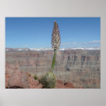 Le canyon grand de floraison affiches