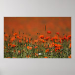 Le champ de pavot posters