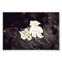 Le charme de trois en noir et blanc photographies