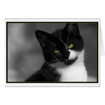Le Chat Carte De Vœux