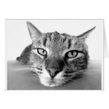 Le chat chat décompresse - Cat resting - laid cuis Carte