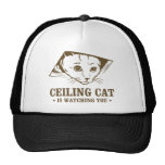 Le chat de plafond vous observe casquettes