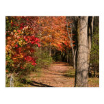 Le chemin de marche cartes postales