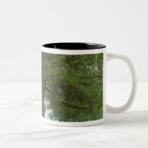 Le chêne de Flagey, appelé Vercingetorix Tasse À Café