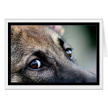 Le chien observe la carte