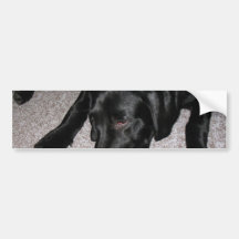 Le chiot de Labrador mange des raisins Adhésif Pour Voiture