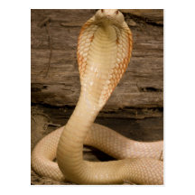 Le cobra de Monacled albinos, kaouthia de Naja, a  Carte Postale