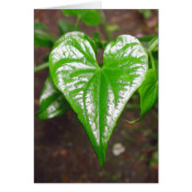 le coeur des choses… carte de vœux