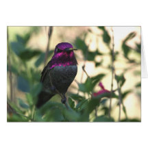 Le colibri d'Anna - Joe Sweeney - carte