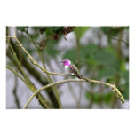 Le colibri de la côte photographe