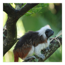 Le coton a complété des invitations de Tamarin