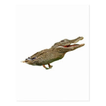 Le Crocoduck Carte Postale