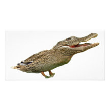 Le Crocoduck Cartes Avec Photo