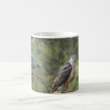 Le faucon du tonnelier tasses à café