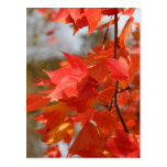 Le feu d'automne cartes postales