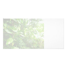Le feuille géant efface la vue de jungle cartes avec photo