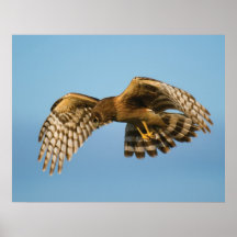 Le harrier majestueux posters