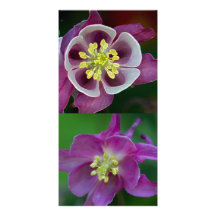 Le jardin fleurit le carte photo photocartes