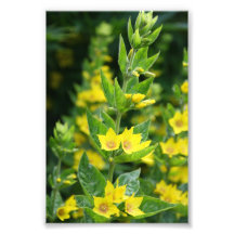 Le jaune fleurit la photo