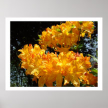 Le jaune orange Rhodies fleurit des copies d'art Posters
