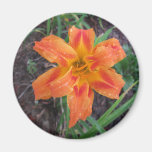 LE LIS ORANGE A FLEURI L'AIMANT