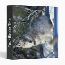 Le loup observe des biologistes dans la PA nationa